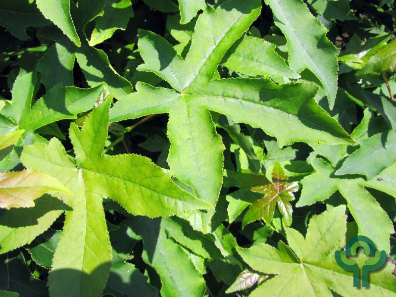 Liquidambar styraciflua 'Gum Ball'