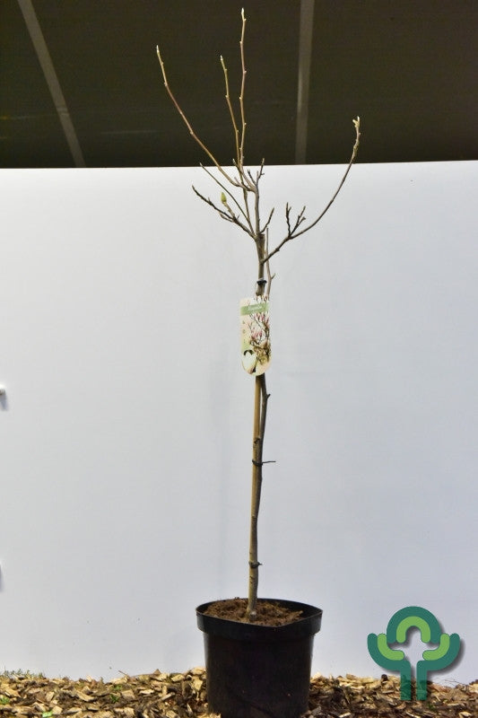 Magnolia soulangeana