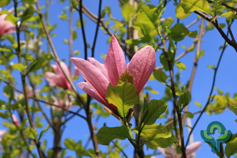 Magnolia 'Galaxy'