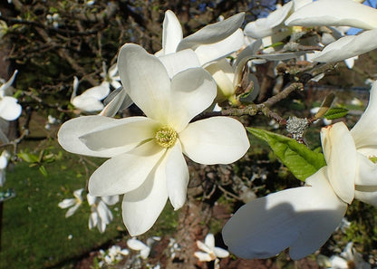 Magnolia kobus