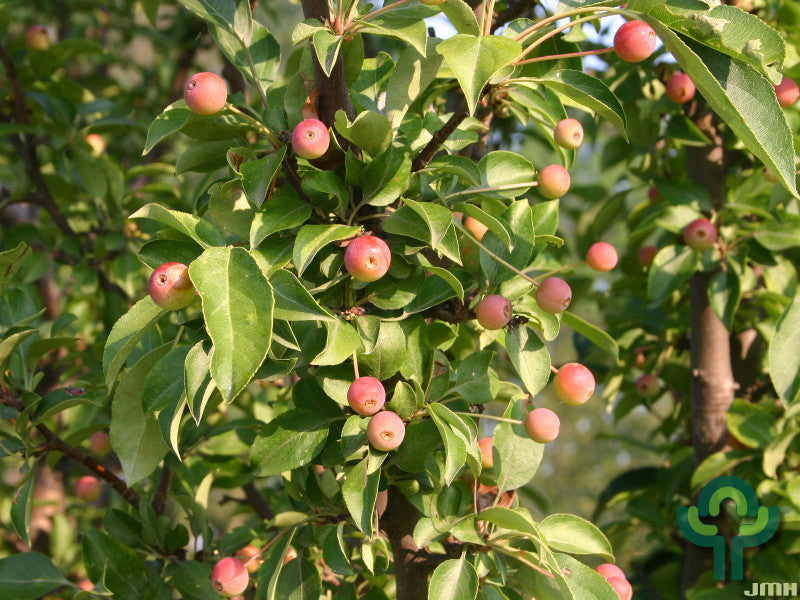 Malus 'Adirondack'