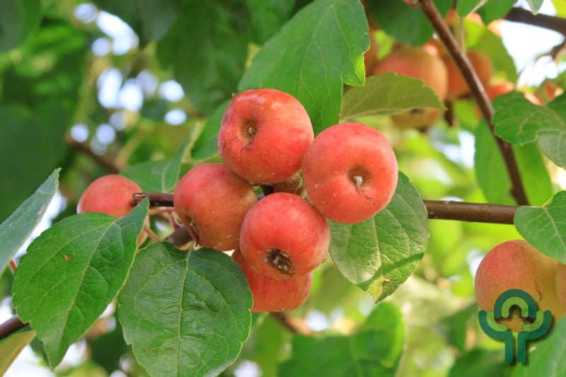 Malus 'Evereste'