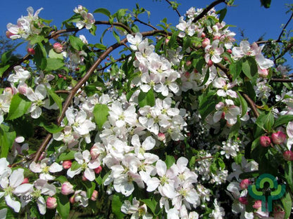 Malus 'Red Jade'