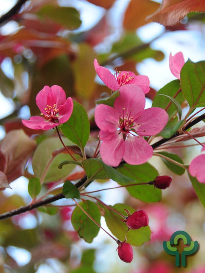 Malus 'Veitch's Scarlet'