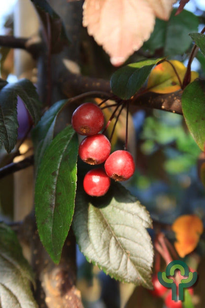 Malus toringo 'Freja'