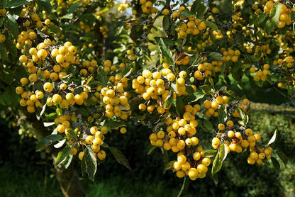 Malus 'Golden Hornet'