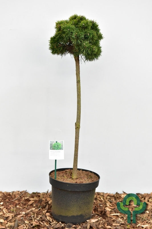 Bergden (Pinus mugo) 'Mops Midget'