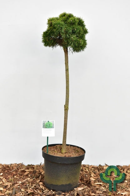 Bergden (Pinus mugo) 'Mops Midget'