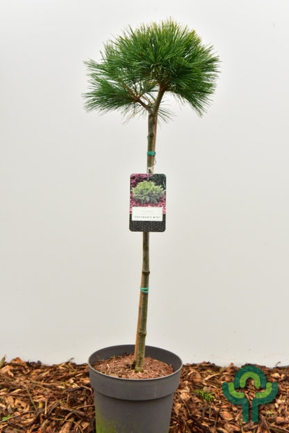 Weymouthden (Pinus strobus) 'Bergman's Mini'