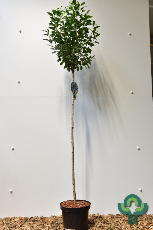 Prunus eminens 'Umbraculifera'