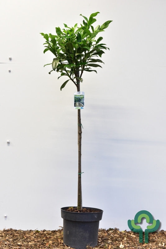 Prunus laurocerasus 'Caucasica'