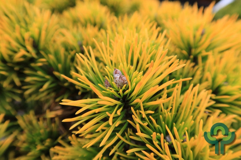 Bergden (Pinus mugo) 'Carsten'