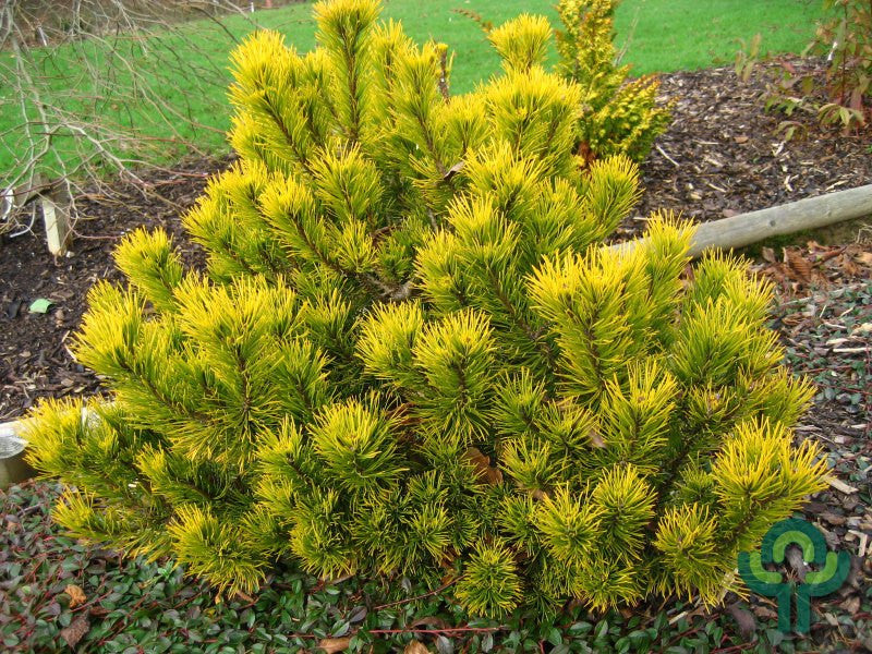Bergden (Pinus mugo) 'Winter Gold'