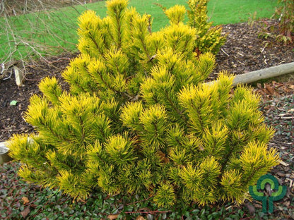 Bergden (Pinus mugo) 'Winter Gold'