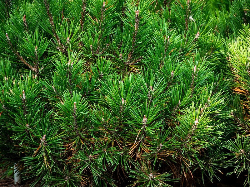 Bergden (Pinus mugo) 'Mops'