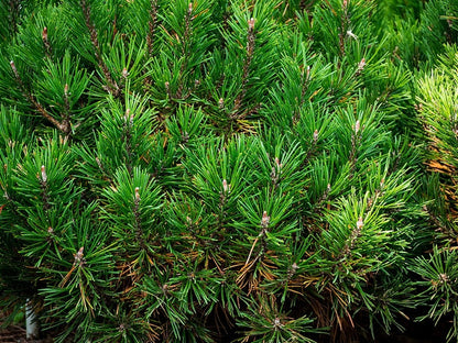 Bergden (Pinus mugo) 'Mops'