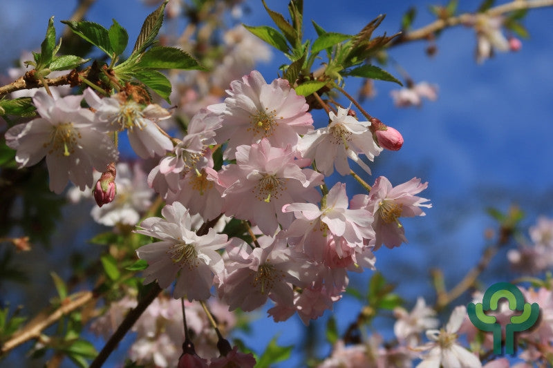 Prunus 'Accolade'