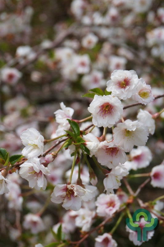 Prunus 'Hally Jolivette'