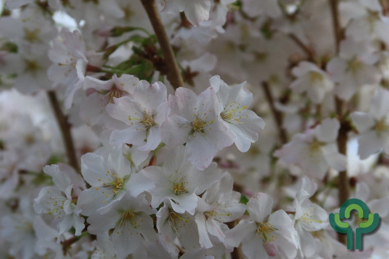 Prunus nipponica 'Brillant'