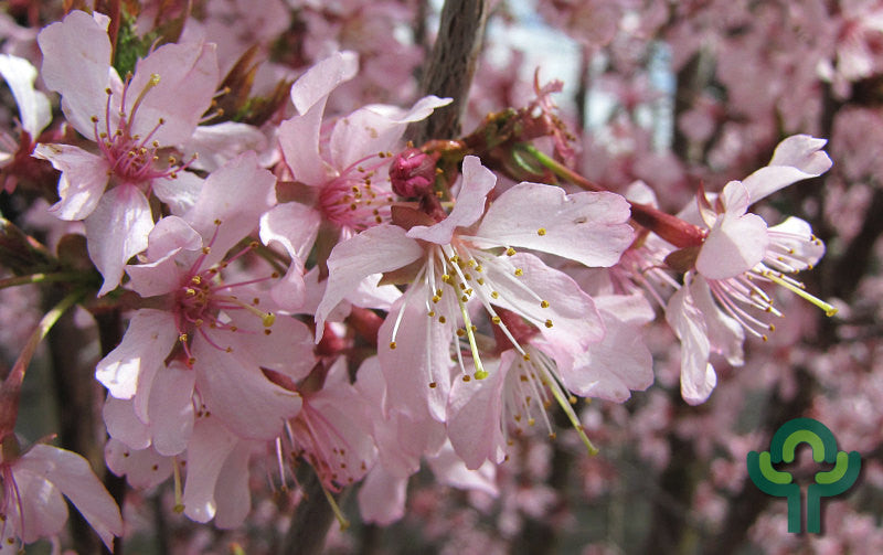 Prunus nipponica 'Ruby'