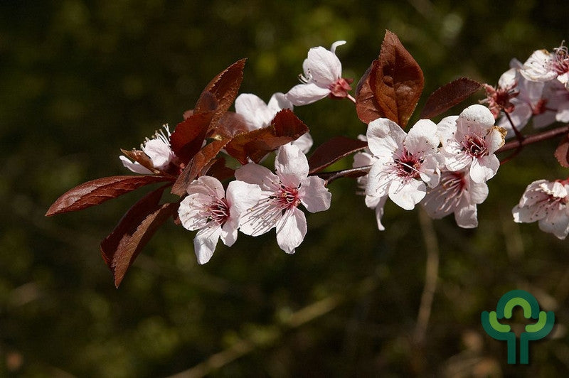 Prunus cerasifera 'Nigra'