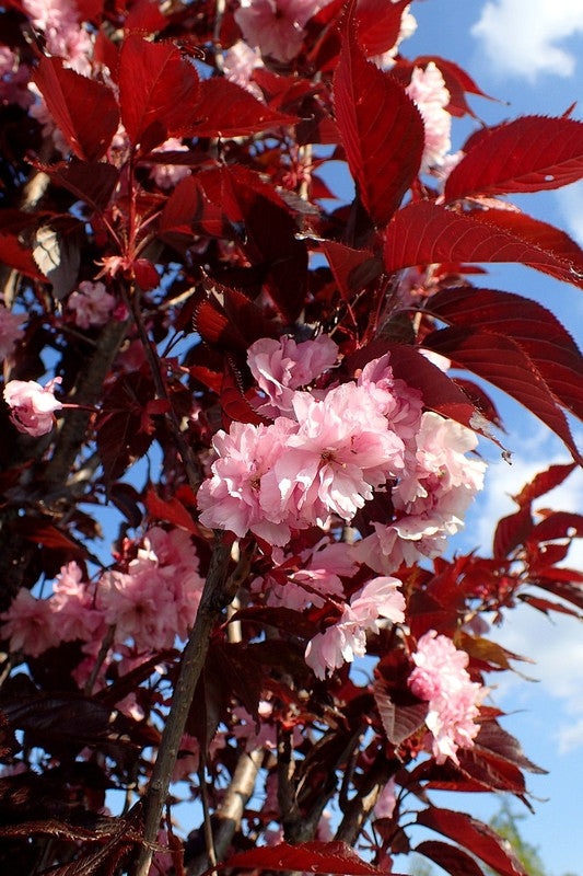 Prunus serrulata 'Royal Burgundy'