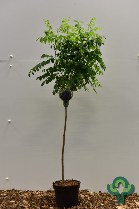 Robinia pseudoacacia 'Umbraculifera'