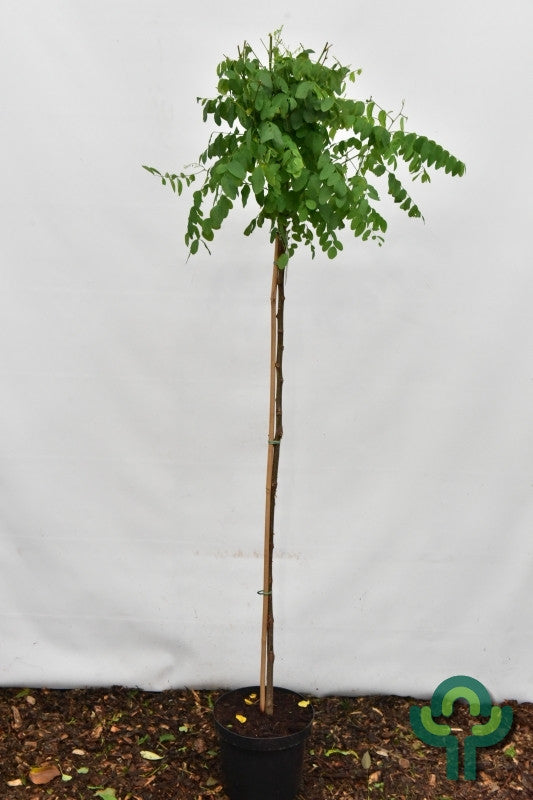 Robinia pseudoacacia 'Umbraculifera'