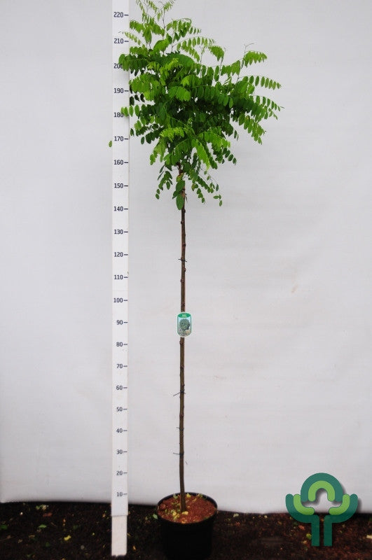 Robinia pseudoacacia 'Umbraculifera'