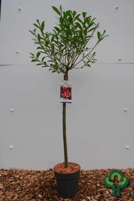 Salix gracilistyla 'Mount Aso'