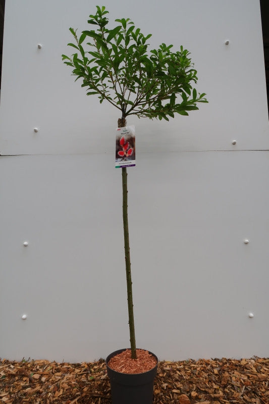 Salix gracilistyla 'Mount Aso'