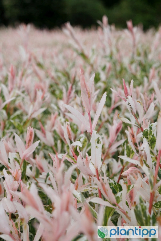 Salix integra 'Flamingo'