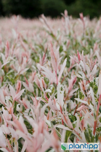 Salix integra 'Flamingo'