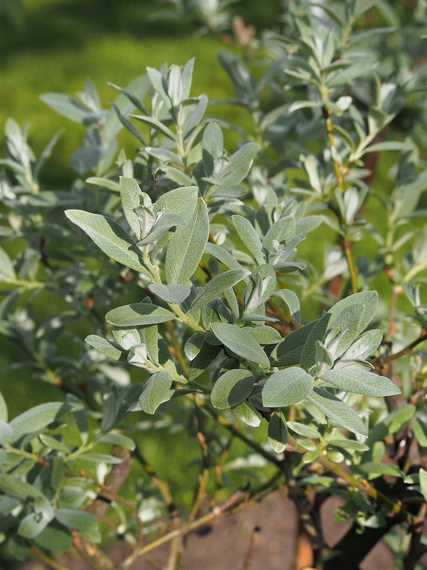 Salix helvetica