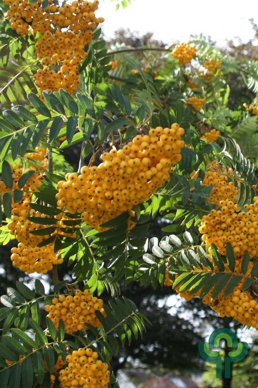 Sorbus 'Sunshine'