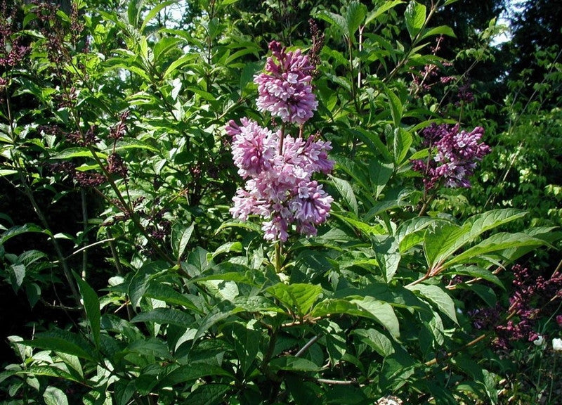 Sering (Syringa josikaea)