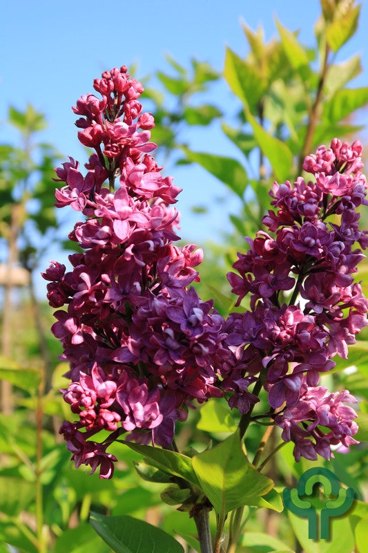 Syringa vulgaris 'Charles Joly'