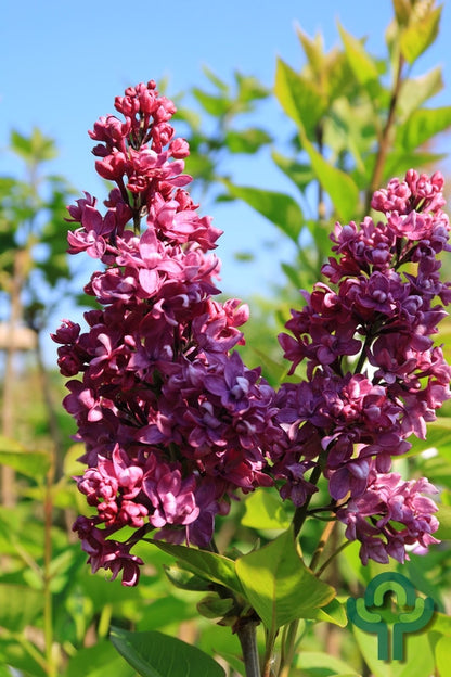 Syringa vulgaris 'Charles Joly'