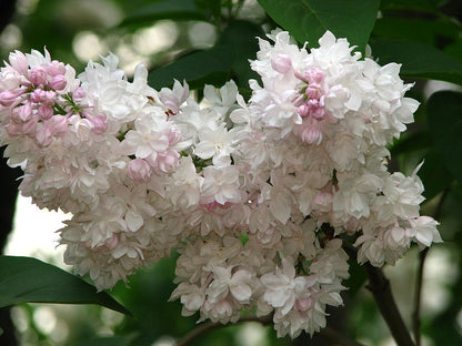 Syringa vulgaris 'Beauty of Moscow'