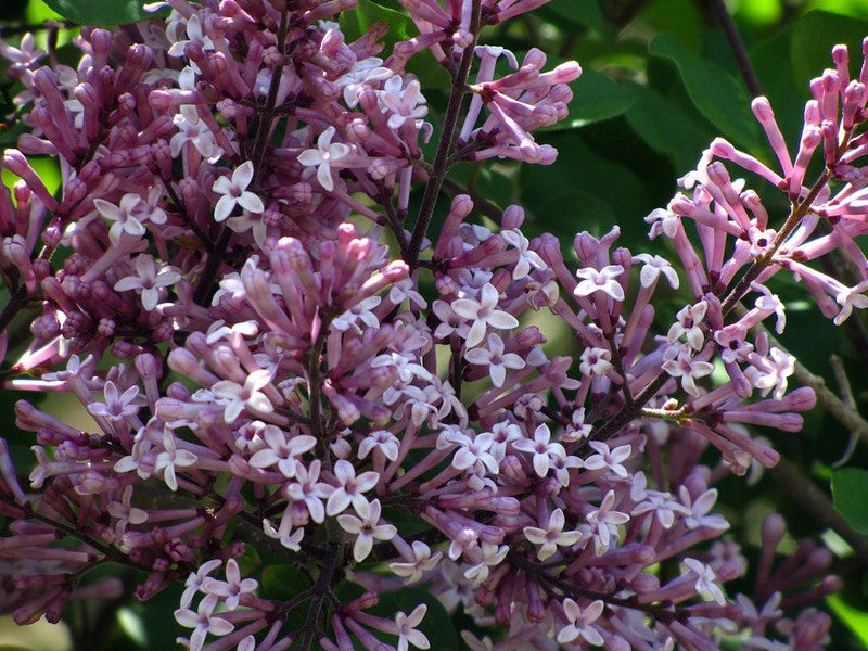 Sering (Syringa meyeri) 'Palibin'
