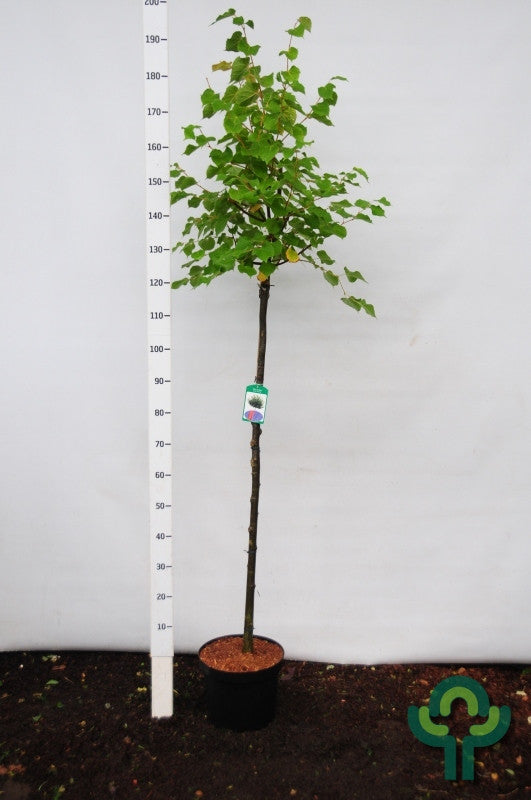 Tilia cordata 'Winter Orange'