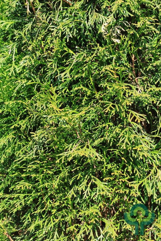 Thuja occidentalis 'Smaragd'