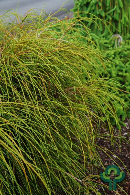 Reuzenlevensboom (Thuja plicata) 'Whipcord'