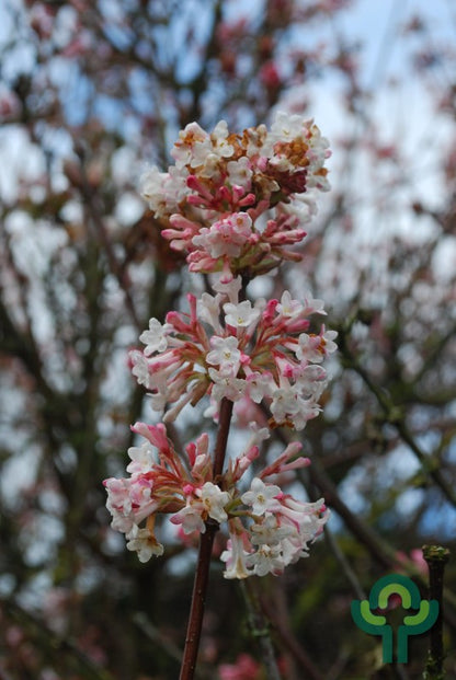 Viburnum bodnantense 'Charles Lamont'
