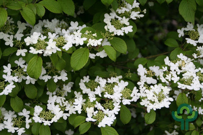 Viburnum plicatum 'Watanabe'