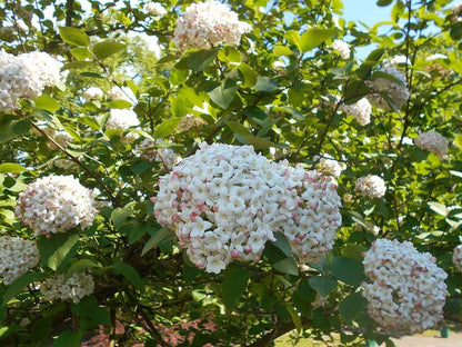 Viburnum carlcephalum