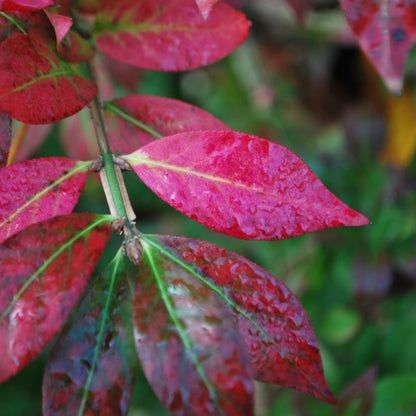 Euonymus alatus