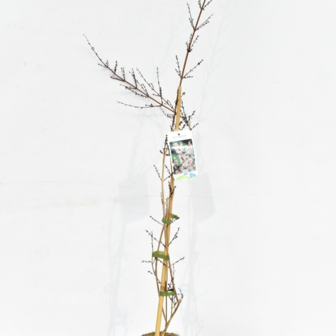 Abeliophyllum distichum 'Roseum'