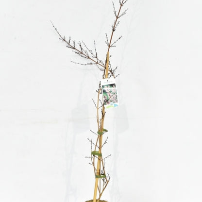Abeliophyllum distichum 'Roseum'