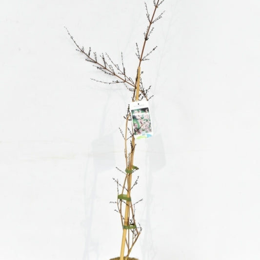 Abeliophyllum distichum 'Roseum'